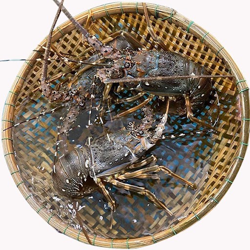 Tôm Hùm Xanh